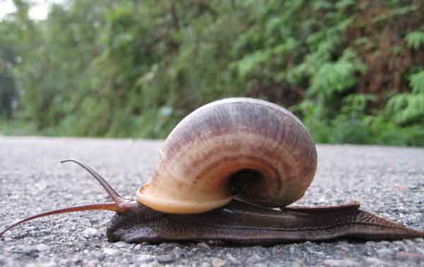 snail 5