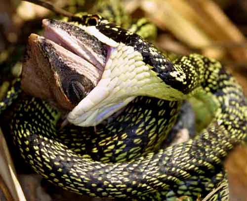 Golden Tree snake eating a lizard