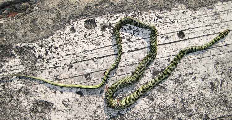 snake 7