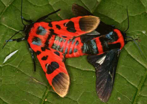 Glanycus tricolor and insolitus