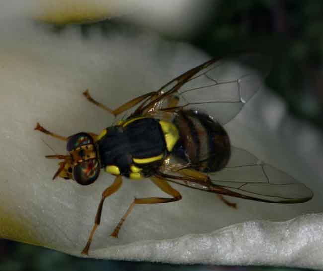 These flies are regular visitors when the bush is in flower