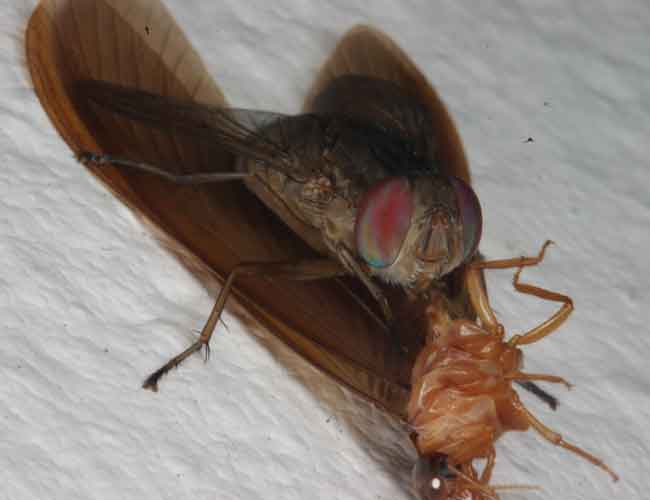 fly with termite prey
