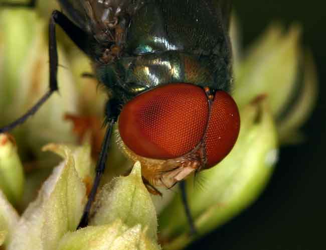 fly close-up
