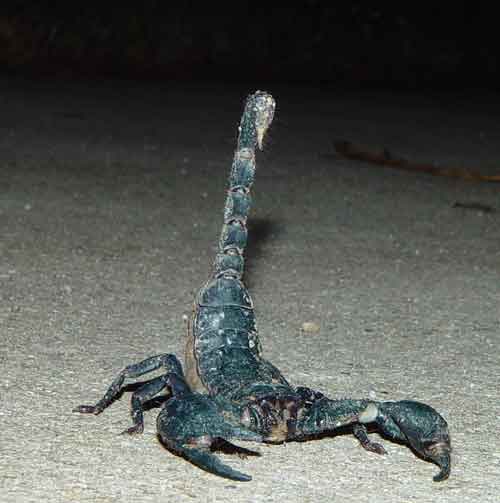 Facts about scorpions
